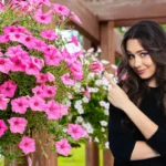 Petunian hoito: Yksinkertainen tapa pitää kukat kukoistamassa