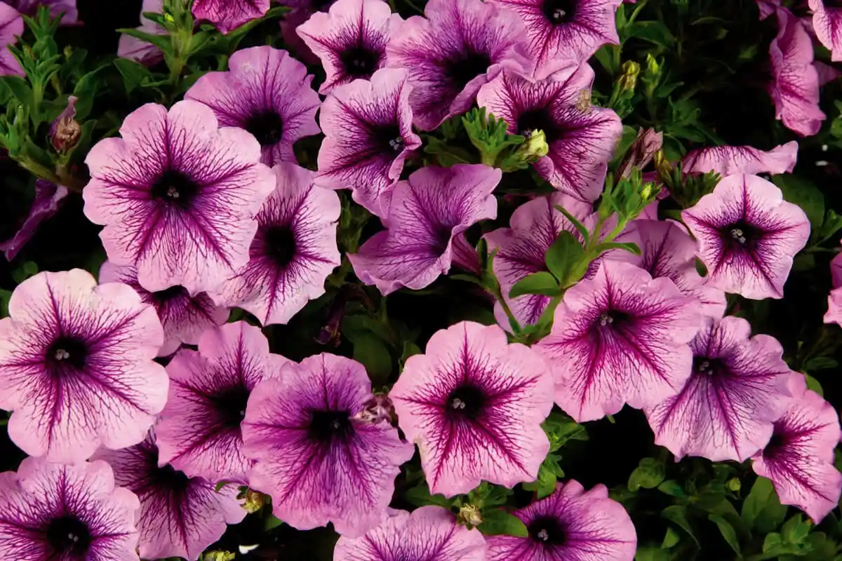 Petunian hoito: Yksinkertainen tapa pitää kukat kukoistamassa