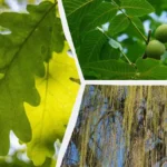 Viisi pihapuuta, joita ei kannata istuttaa: Vältä näitä ongelmallisia lajeja