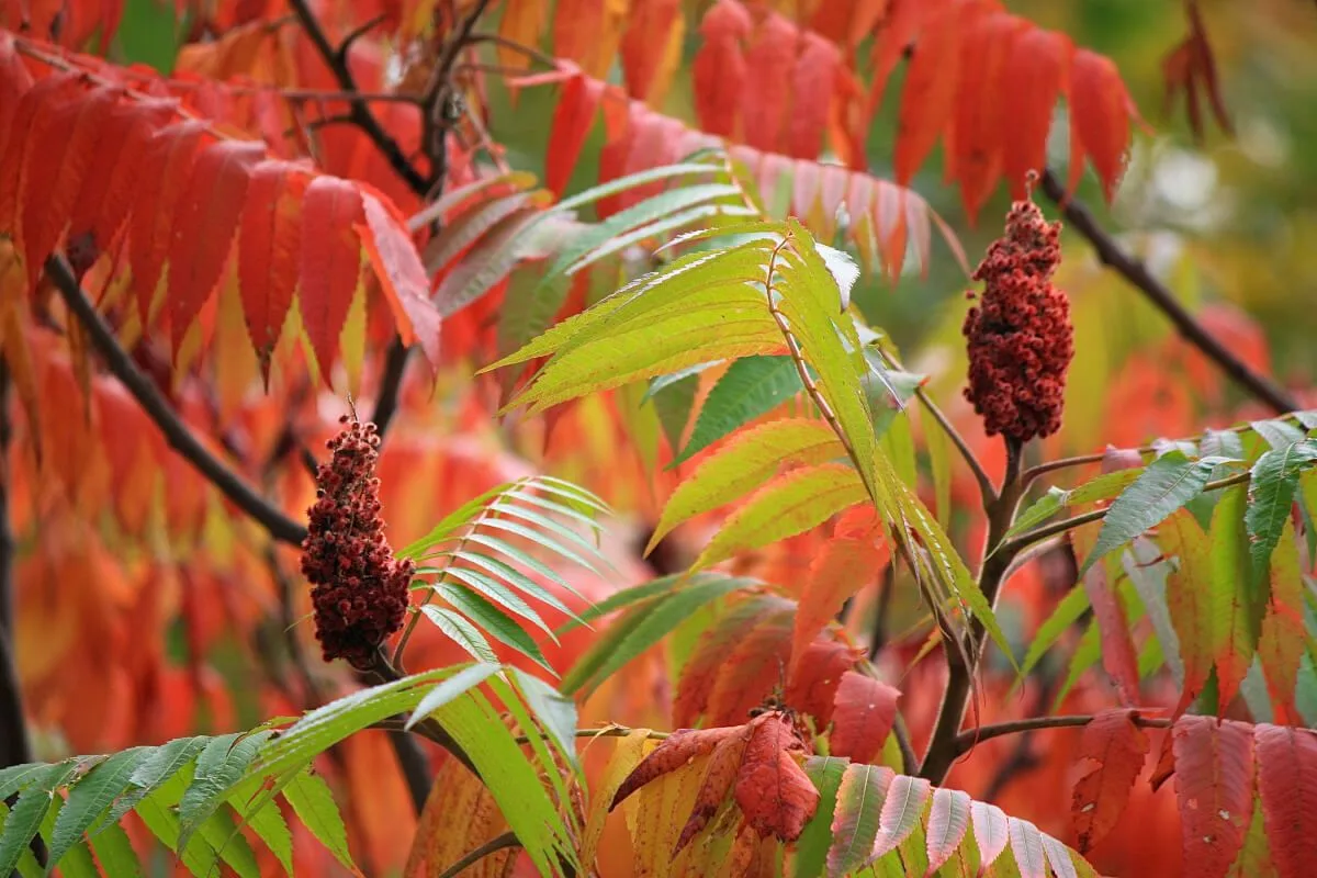 Viisi pihapuuta, joita ei kannata istuttaa: Vältä näitä ongelmallisia lajeja