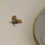 Mummun ikivanha kikka karkottaa kylpyhuoneen ärsyttävät pikkukärpäset