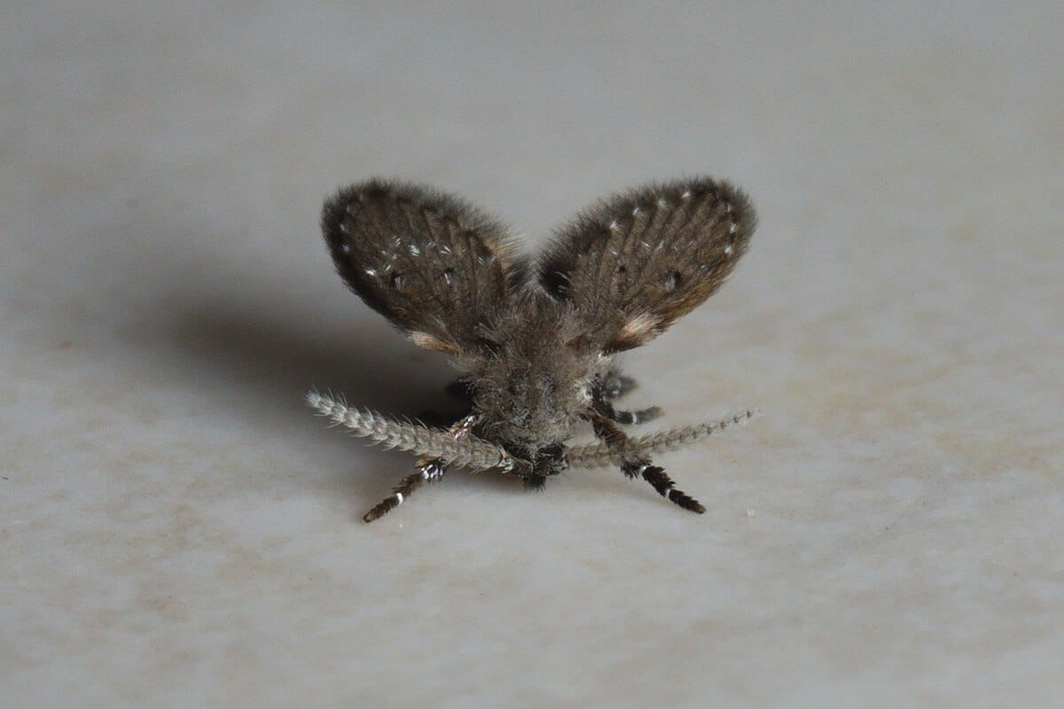 Mummun ikivanha kikka karkottaa kylpyhuoneen ärsyttävät pikkukärpäset