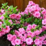 Jos rakastat pinkkiä, nämä kasvit tuovat väriä kotiisi