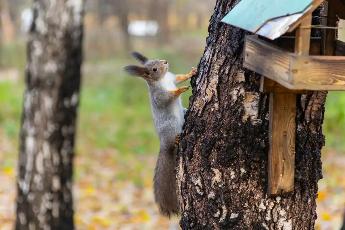 Varo väärää oravaa: Ovatko puistojen eläimet turvallisia?