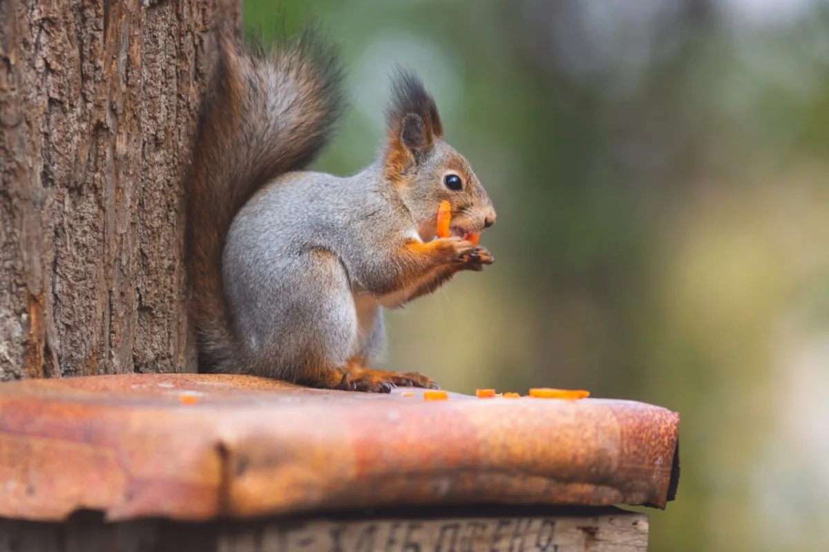 Varo väärää oravaa: Ovatko puistojen eläimet turvallisia?