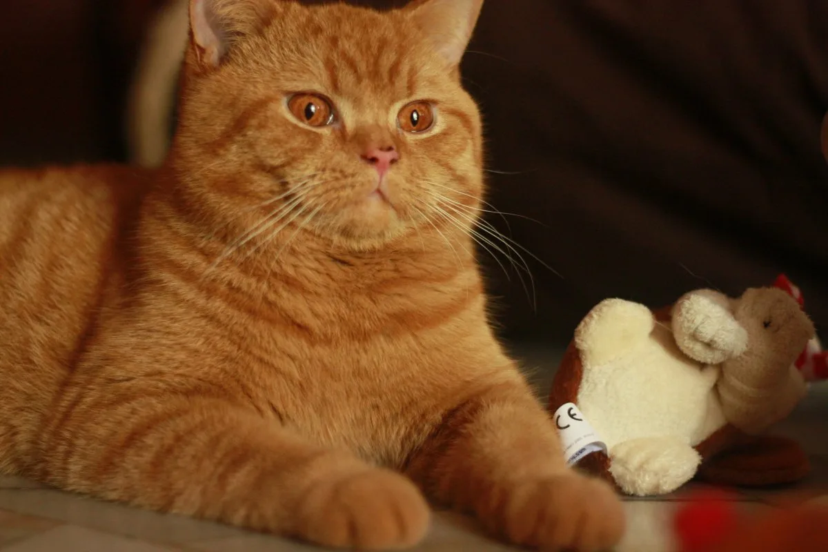 Löydä täydellinen lemmikki: 8 hurmaavaa punatabby-kissarotua