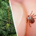 Punkit puutarhassa: 12 kasvia, joita ei kannata istuttaa