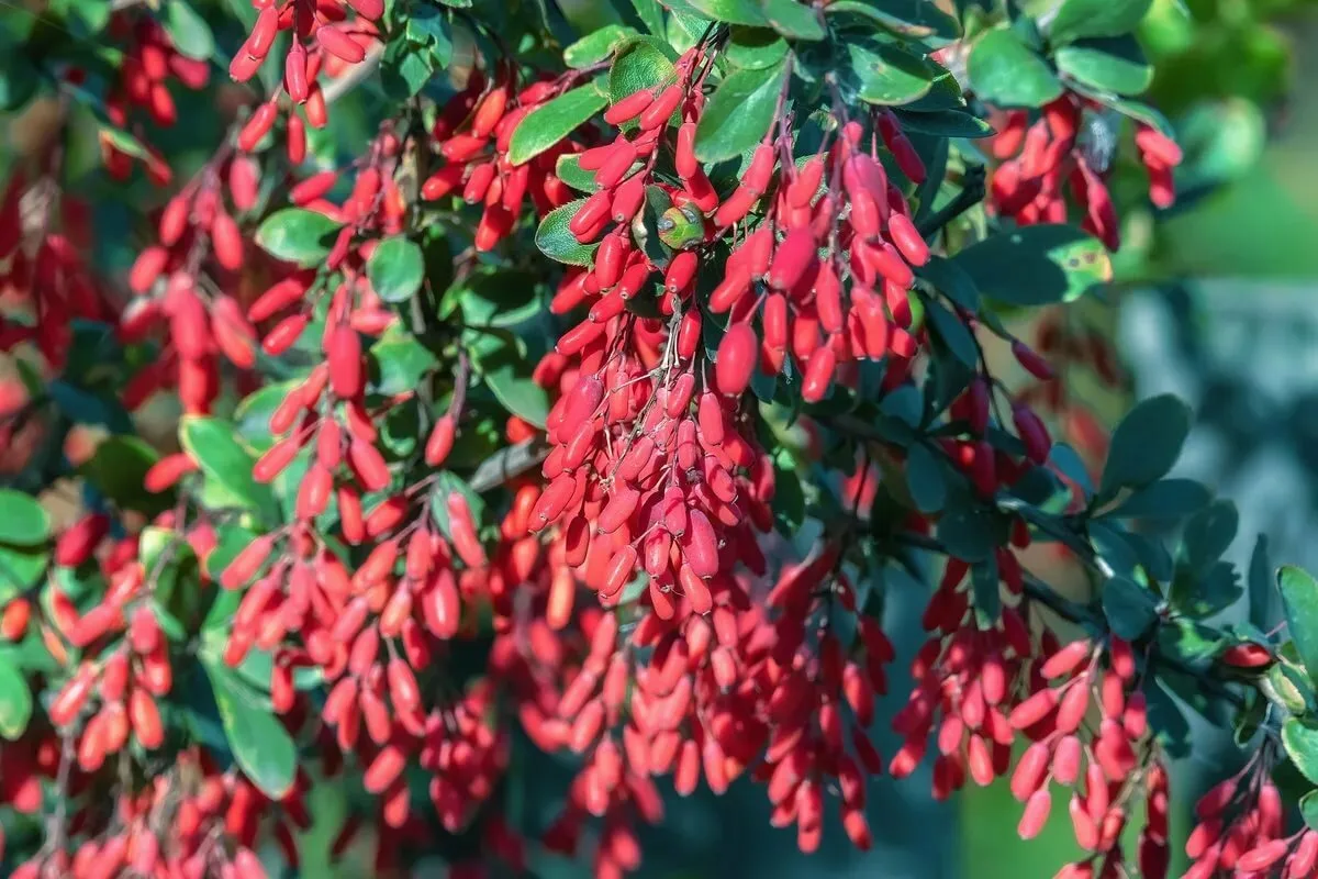 Punkit puutarhassa: 12 kasvia, joita ei kannata istuttaa