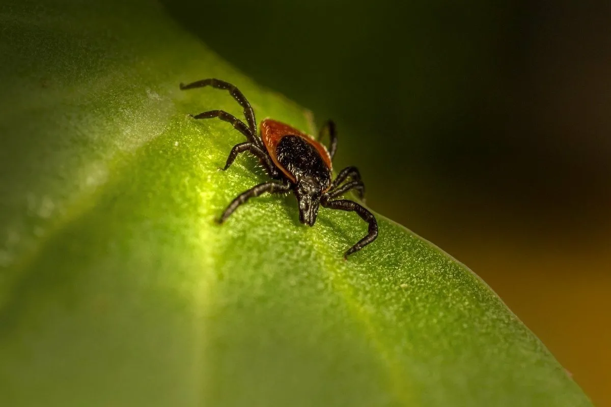 Turvallinen ulkoilu: 5 paikkaa pihalla, jotka houkuttelevat punkkeja