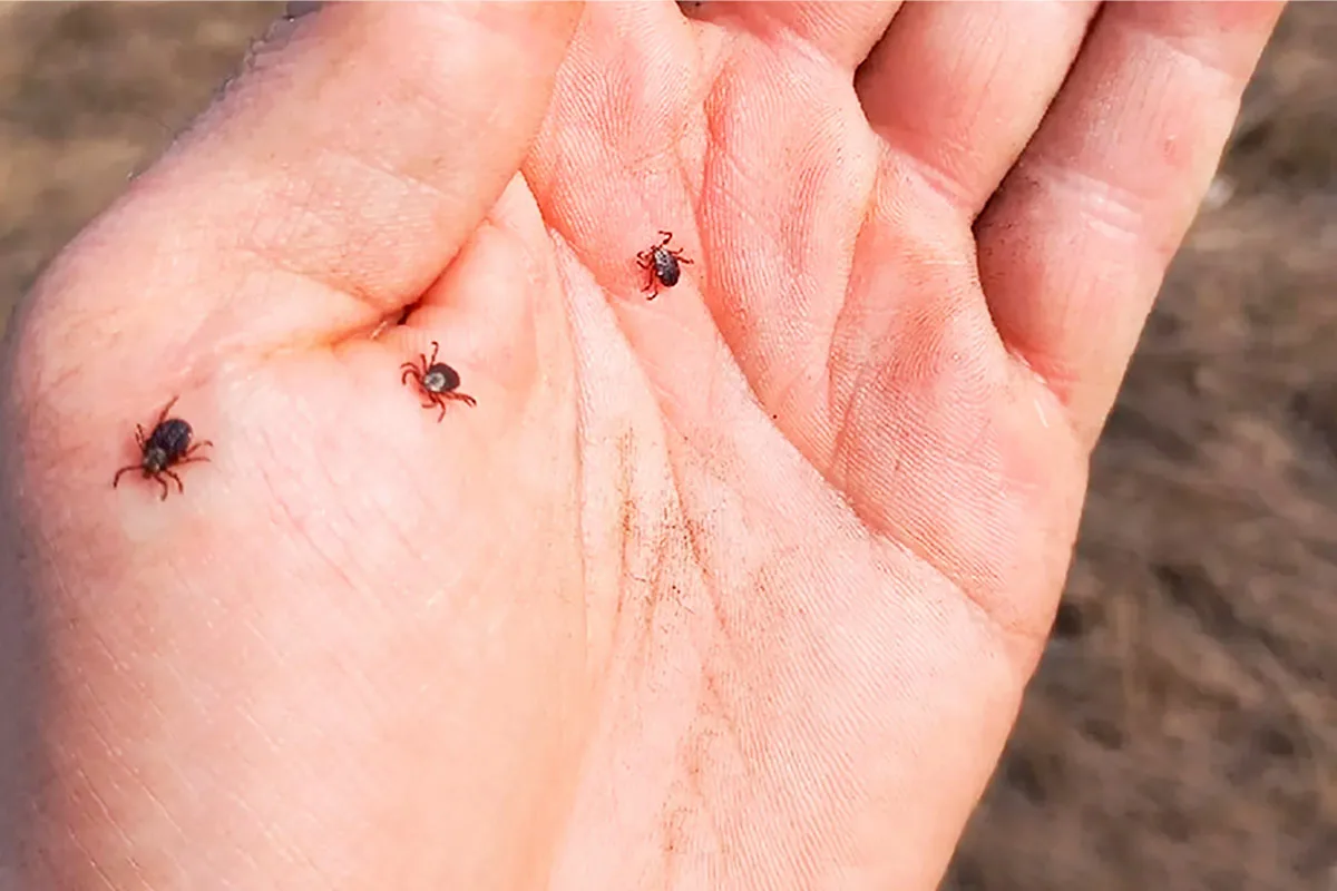 Turvallinen ulkoilu: 5 paikkaa pihalla, jotka houkuttelevat punkkeja