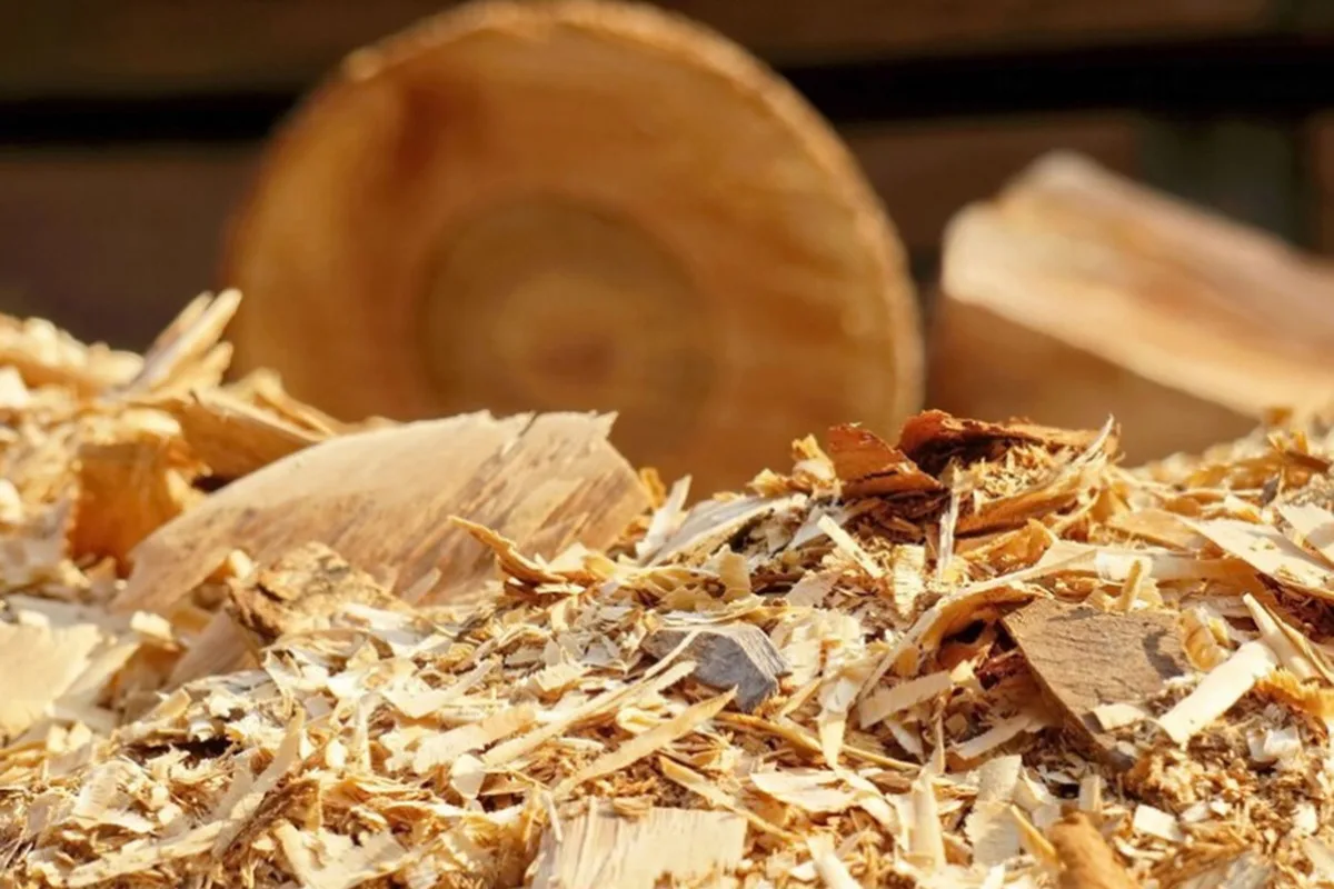 Puuvirun taika: Miksi sitä kannattaa lisätä sansevierian multaan