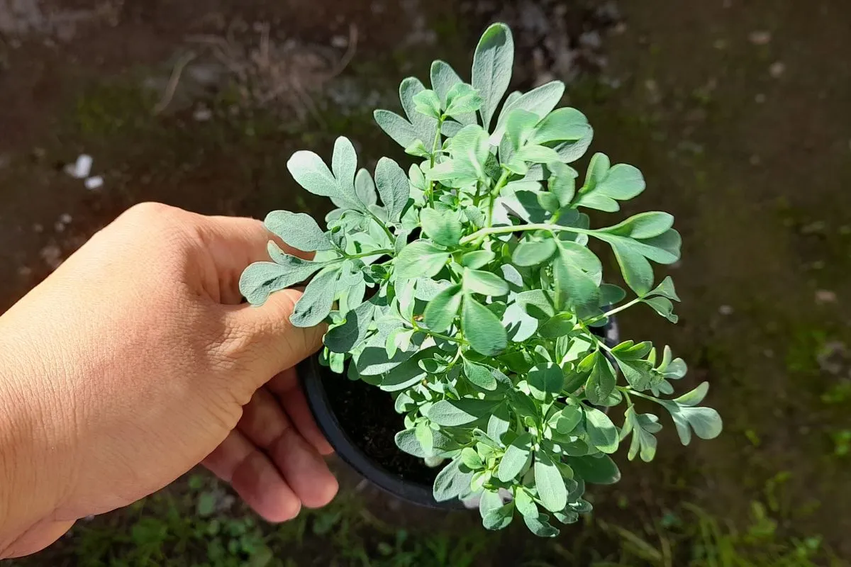 Voimakas kasvi ja rituaali: näin puhdistat energiasi ja nukut paremmin