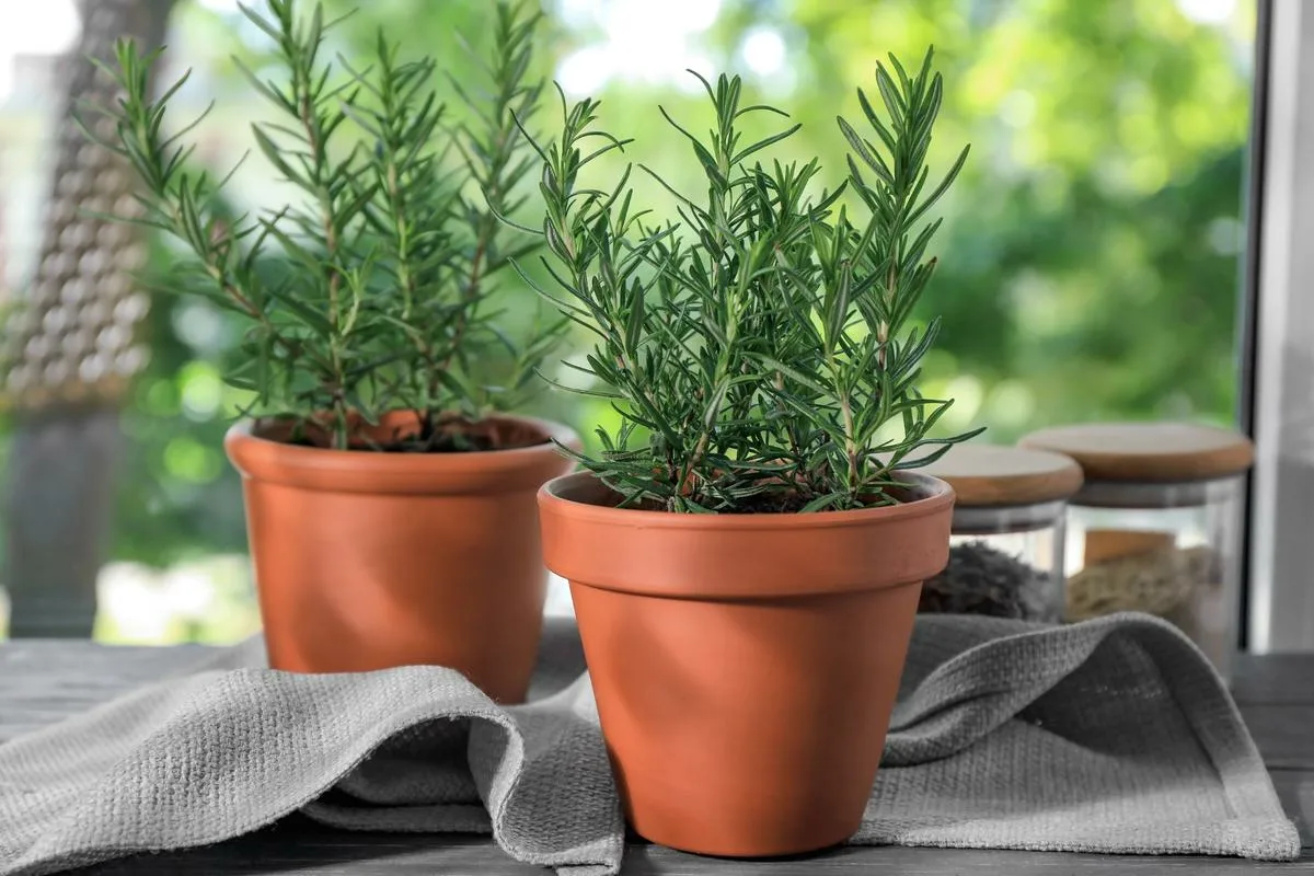 Rosmariini: miksi suolaa kannattaa ripotella sen maaperään ja mihin se auttaa