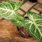 Kolme upeaa ja kestävää roikkuvaa kasvia kodin sisustukseen