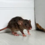 Näin torjut rottaongelman sadekaudella – tehokas kotikonsti kahdesta keittiöaineesta