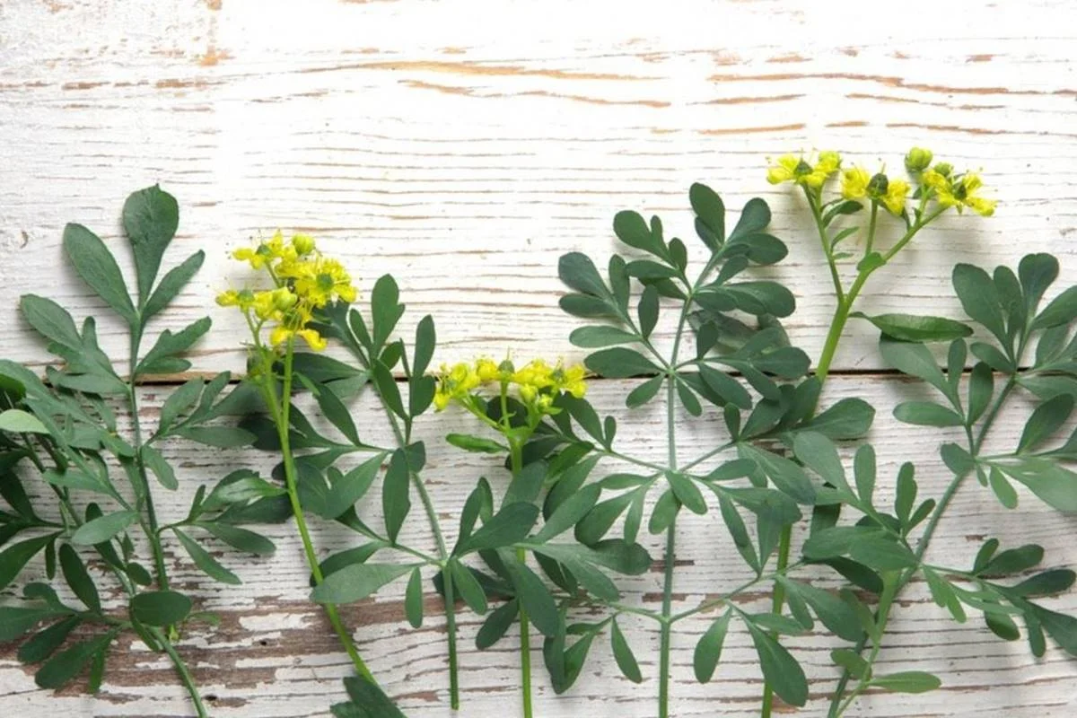 Ruudan käyttö kodin energian parantamisessa – suojaa ja harmoniaa!