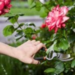 Ei keväällä eikä kesällä: Milloin ruusupensaita pitää karsia, jotta ne kukkivat upeasti