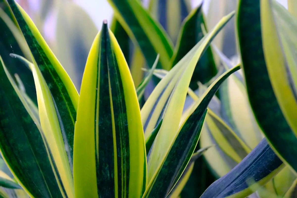 Puutarhanhoito: Miksi sansevierian lehti kannattaa haudata ruukkukasvien multaan?