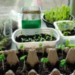 Siemenien itäminen: Miksi siemenet eivät idä ja miten korjaat ongelman