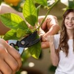 Milloin ja miksi sitruunapuu tulisi leikata – asiantuntijoiden vinkit terveeseen puuhun