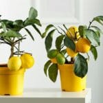 Kuinka poistaa sitruunapuun tuholaiset ja pelastaa puusi nopeasti