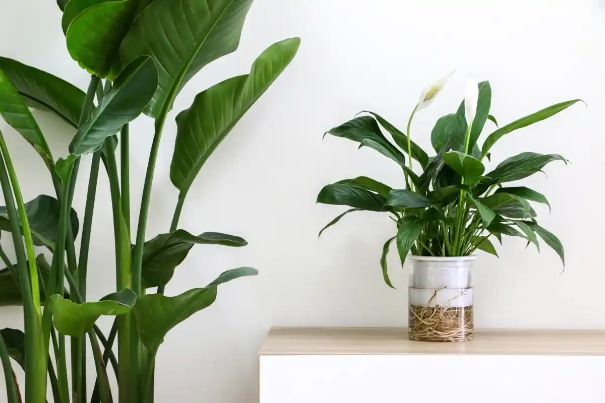Spathiphyllum kukkii tauotta kolme vuotta, kun teet tämän yksinkertaisen toimenpiteen kerran viikossa
