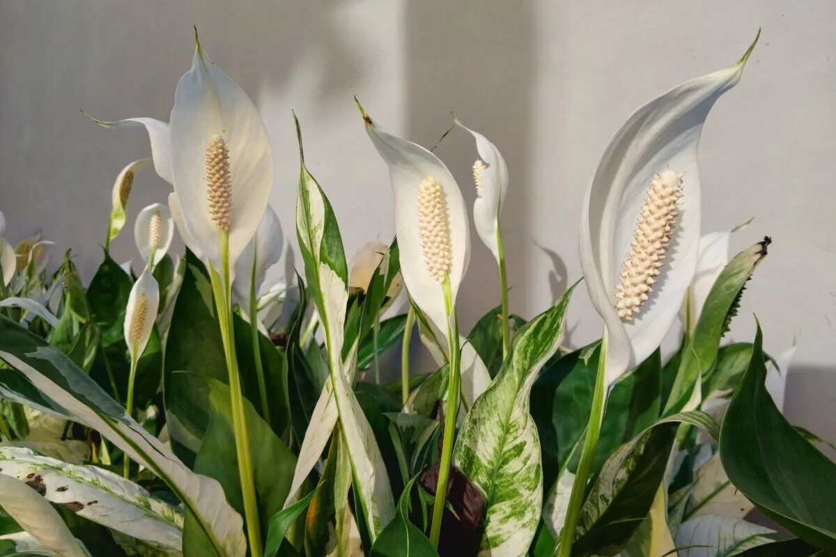 Spathiphyllum kukkii tauotta kolme vuotta, kun teet tämän yksinkertaisen toimenpiteen kerran viikossa