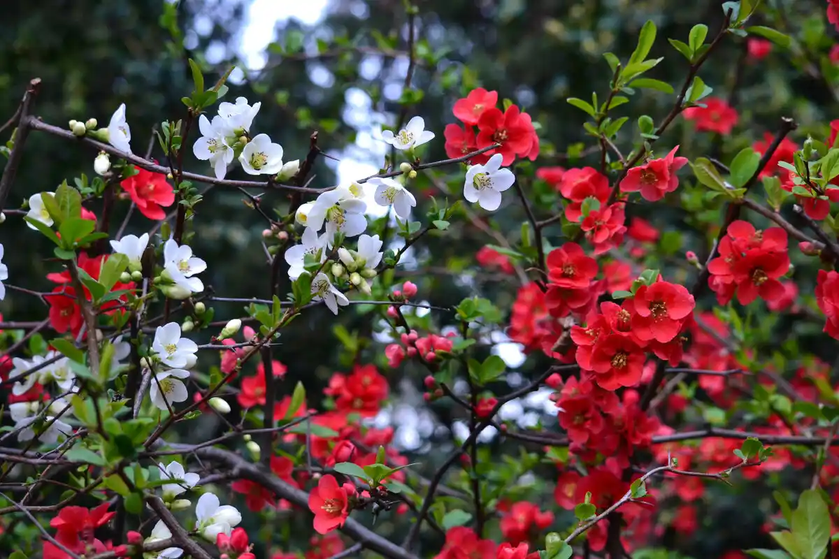Talven väripilkku: Kestävä kasvi, joka tuo kukkaloistoa puutarhaasi