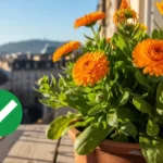 Täydellinen parvekkeellesi: Kasvi, joka kukkii koko talven ja on helppohoitoinen