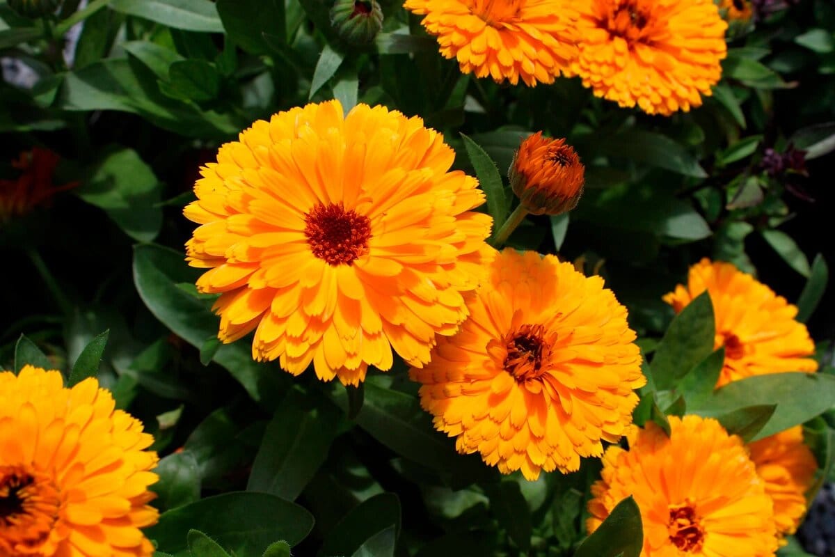 Täydellinen parvekkeellesi: Kasvi, joka kukkii koko talven ja on helppohoitoinen