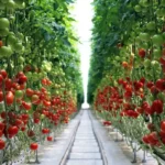 Kasvi, joka sinun täytyy istuttaa puutarhaasi, jos haluat nauttia tuoreista salaateista kesällä Haluatko nauttia kesällä raikkaista, itse kasvatetuista salaateista? Silloin tomaatti on puutarhasi ehdoton tähti! Tämä monipuolinen ja herkullinen kasvi tuo keittiöösi väriä ja makua, ja sen kasvattaminen on yllättävän helppoa. Tomaatin ainutlaatuinen tuoksu, mehevä maku ja mahdollisuus poimia se suoraan omasta puutarhasta tekevät siitä palkitsevan lisän jokaiseen kotiin. Aloita nyt ja valmistaudu nauttimaan kesän parhaista mauista! Miksi tomaatti on puutarhan must-have? Tomaatti on täydellinen valinta tuoreisiin salaatteihin, sillä se tuo paitsi makua myös elinvoimaa lautasellesi. Tomaatit ovat täynnä A- ja C-vitamiineja sekä antioksidantteja, jotka tukevat terveyttäsi. Itse kasvatetut tomaatit ovat vapaita kemikaaleista ja säilöntäaineista, joten saat nauttia puhtaasta ja aidosta mausta. Lisäksi tomaatin kasvattaminen on hauska ja palkitseva projekti, joka sopii niin aloittelijoille kuin kokeneille puutarhureille. Mikä parasta, voit kasvattaa tomaatteja pienessäkin tilassa, joten puutarha tai parveke riittää! Näin aloitat tomaatin kasvatuksen Tomaatin kasvattaminen ei vaadi suurta tilaa – voit kasvattaa sitä syvissä ruukuissa parvekkeella, terassilla tai suoraan puutarhan maassa. Aloita hankkimalla tomaatin siemeniä tai valmiita taimia puutarhamyymälästä. Jos valitset siemenet, istuta ne keväällä pieniin taimikennoihin sisätiloihin. Kun taimet ovat noin 15 cm korkeita ja pakkasvaara on ohi, siirrä ne suurempaan ruukkuun tai puutarhaan. Tämä ajoitus takaa, että tomaatit ovat valmiita tuottamaan satoa kesällä, juuri sopivasti salaattikauteen. Oikea paikka ja huolellinen hoito Tomaatti on auringonpalvoja, joten valitse paikka, joka saa vähintään kuusi tuntia suoraa auringonvaloa päivässä. Aurinko on avainasemassa kasvin terveelle kasvulle ja maukkaille hedelmille. Kastelu on yhtä tärkeää: pidä multa tasaisen kosteana, mutta vältä liikakastelua, joka voi aiheuttaa juurten mätänemistä. Kastele mieluiten kasvin tyveä, jotta lehdet eivät kastu ja altistu sienitaudeille. Hyvä nyrkkisääntö on tarkistaa multa sormella – jos pinta tuntuu kuivalta, on aika kastella. Tukeminen on olennainen osa tomaatin hoitoa. Käytä tukikeppiä, tomaattihäkkiä tai narua, jotta varsi pysyy vahvana ja hedelmät eivät kosketa maata. Näin vähennät tuholaisten ja tautien riskiä, ja sato pysyy puhtaana. Orgaaninen lannoite, kuten komposti tai luonnonmukainen tomaattilannoite, antaa kasville tarvittavat ravinteet. Levitä lannoitetta noin kerran kuukaudessa kasvukauden aikana, jotta tomaatit kasvavat reheviksi ja tuottavat runsaan sadon. Vinkkejä parhaaseen satoon Tomaattikasvi tuottaa usein sivuversoja, eli “varkaista”, jotka kasvavat lehtihangoista varren ja oksien yhtymäkohdassa. Poista nämä varovasti sormilla tai puutarhasaksilla, jotta kasvi keskittää energiansa hedelmien tuottamiseen. Tämä auttaa kasvattamaan suurempia, maukkaampia ja mehukkaampia tomaatteja. Tarkista kasvi säännöllisesti tuholaisten, kuten kirvojen tai valkoperhosten, varalta. Jos huomaat tuholaisia, kokeile miedolla saippualiuoksella suihkuttamista tai luonnollisia torjuntakeinoja, kuten leppäkerttujen houkuttelua. Kun tomaatit alkavat kypsyä, poimi ne, kun ne ovat täysin värinsä saaneita – punaisia, keltaisia, oransseja tai jopa violetteja lajikkeesta riippuen. Tuorepoimitut tomaatit ovat vertaansa vailla: niiden aromi ja maku ovat täydellisiä tuoreisiin salaatteihin, kotitekoisiin kastikkeisiin, bruschetta-leiville tai vaikka sellaisenaan oliiviöljyn, suolan ja basilikan kera. Kokeile eri lajikkeita, kuten makeita kirsikkatomaatteja tai meheviä pihvitomaatteja, löytääksesi suosikkisi. Tomaatin monet käyttömahdollisuudet Tomaatti on keittiön moniottelija. Kesällä voit hyödyntää satoasi monin tavoin: Raikkaat salaatit: Viipaloi tomaatteja, lisää mozzarella, basilika ja loraus oliiviöljyä – klassinen caprese-salaatti on valmis! Kastikkeet: Keitä tuoreista tomaateista herkullinen pastakastike tai salsa. Säilö sato: Tee tomaattisalsaa, kuivata tomaatteja uunissa tai valmista hilloa ylijäämätomaateista. Lisäksi tomaatin kasvattaminen tuo iloa koko perheelle. Lapsetkin innostuvat, kun pääsevät seuraamaan kasvin kasvua ja poimimaan omia tomaattejaan. Se on loistava tapa opettaa heille luonnon kiertokulkua ja ruoan alkuperää. Aloita nyt ja nauti kesän mauista Tomaatin kasvattaminen on helppo tapa tehdä puutarhastasi tai parvekkeestasi tuottava ja elinvoimainen. Aloita keväällä, hoida kasvia rakkaudella ja nauti kesällä tuoreista, itse kasvatetuista tomaateista. Olipa kyseessä värikäs salaatti, maukas kastike tai yksinkertainen välipala, tomaatti tekee jokaisesta ateriasta erityisen. Tee puutarhastasi paikka, joka tuottaa iloa, makua ja terveyttä koko kesän ajan!