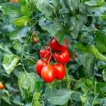 Salaisuus mehukkaisiin tomaatteihin: Näin teet tomaatinversojen poistamisen oikein