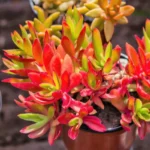 Näin hoidat tulikrassulan, jotta sen lehdet hehkuvat punaisina!