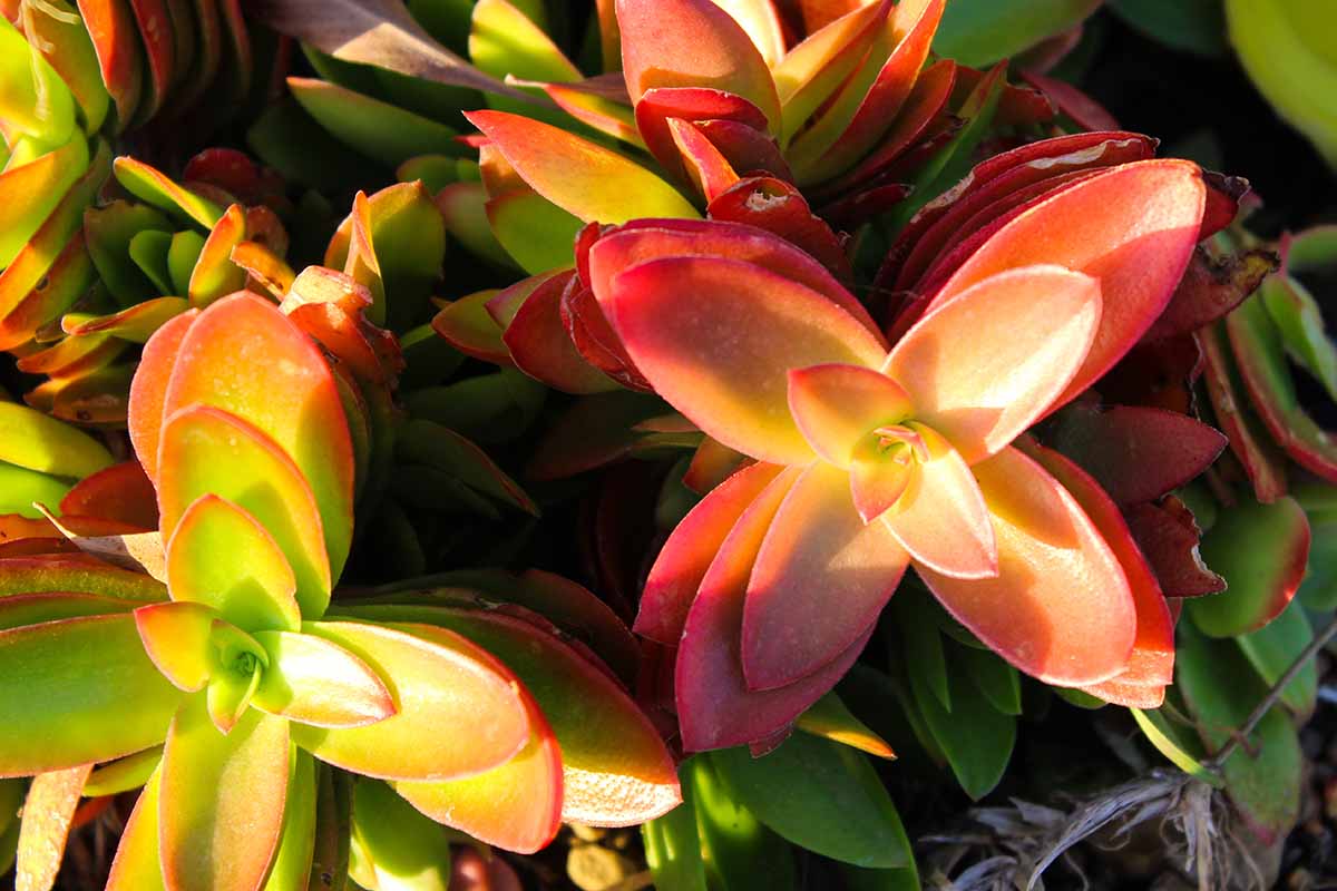 Näin hoidat tulikrassulan, jotta sen lehdet hehkuvat punaisina!