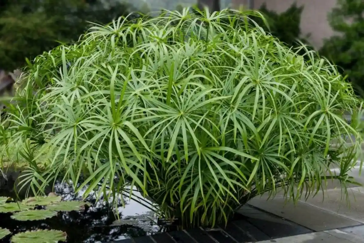 Yksi kasvi, kolme hyötyä: Korista, raikasta ja puhdista kotisi ilmaa