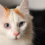 Kissan hoitovinkit turkkilaiselle vanille – näin pidät lemmikkisi onnellisena