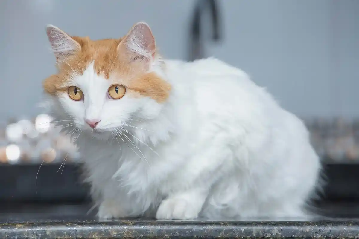 Kissan hoitovinkit turkkilaiselle vanille – näin pidät lemmikkisi onnellisena