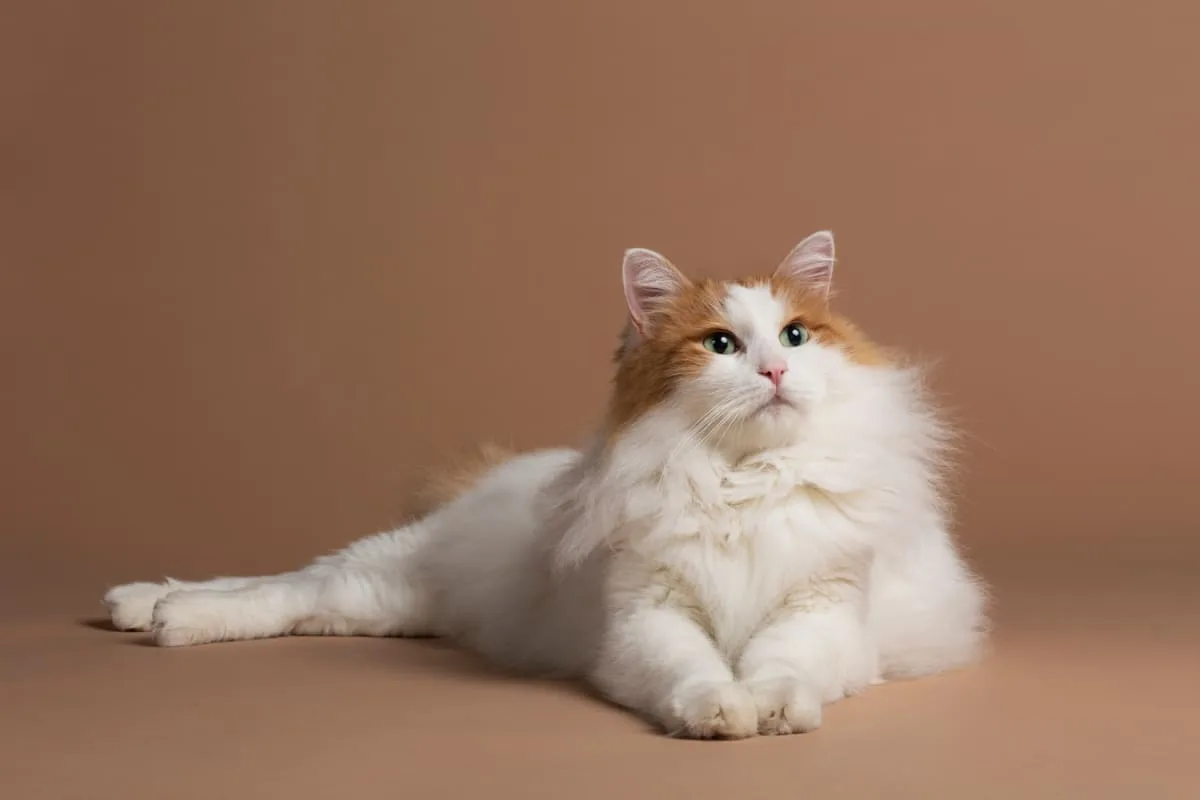 Kissan hoitovinkit turkkilaiselle vanille – näin pidät lemmikkisi onnellisena