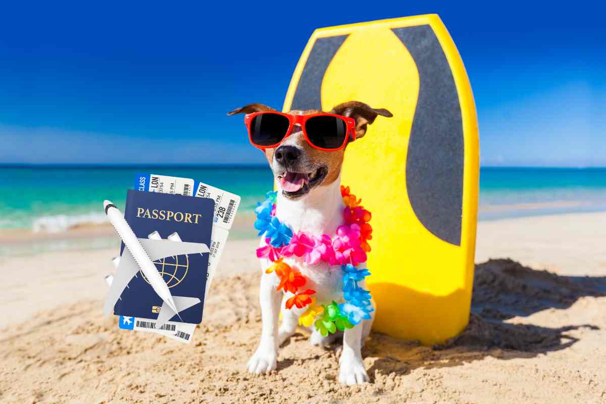 Kesäloma lemmikin kanssa: Näin varmistat turvallisen ja hauskan reissun