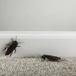 Helppo ja luonnollinen resepti torakanpoistoon: Tee tehokas karkote vähillä ainesosilla