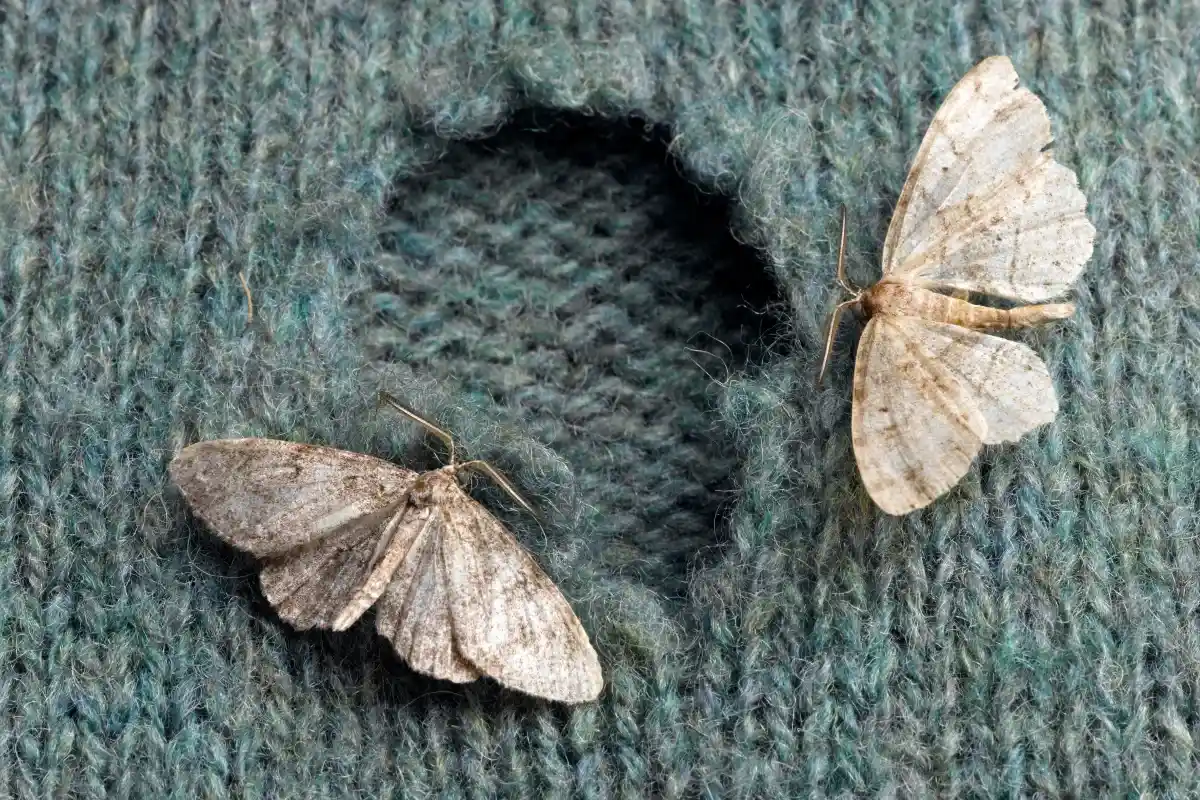 Kuinka korjata vaatekoin reiät vaatteissa: nerokas ompeluvinkki pelastaa vaatteesi