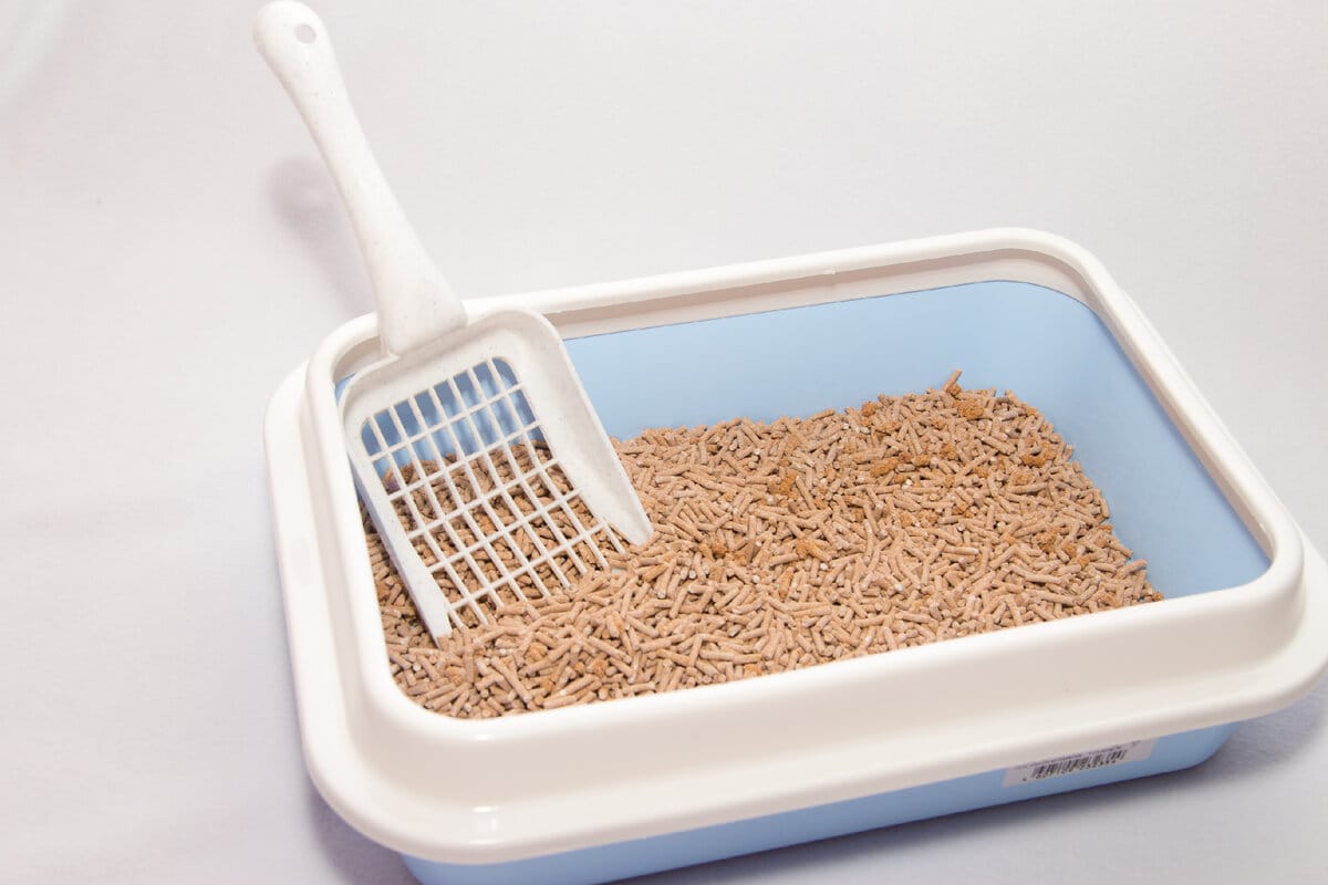 Käytetty teepussi ei kuulu roskiin: Miksi se kannattaa laittaa kissanhiekkaan