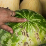 Vesimelonin valinta: Näin valitset parhaan ja makeimman vesimelonin kaupasta