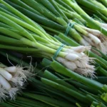 Vihersipulia ikkunalaudalla: Näin saat sadon ilman puutarhaa muutamassa viikossa