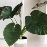 Tämä suosittu huonekasvi voi olla vaarallinen terveydellesi – lue, miksi!