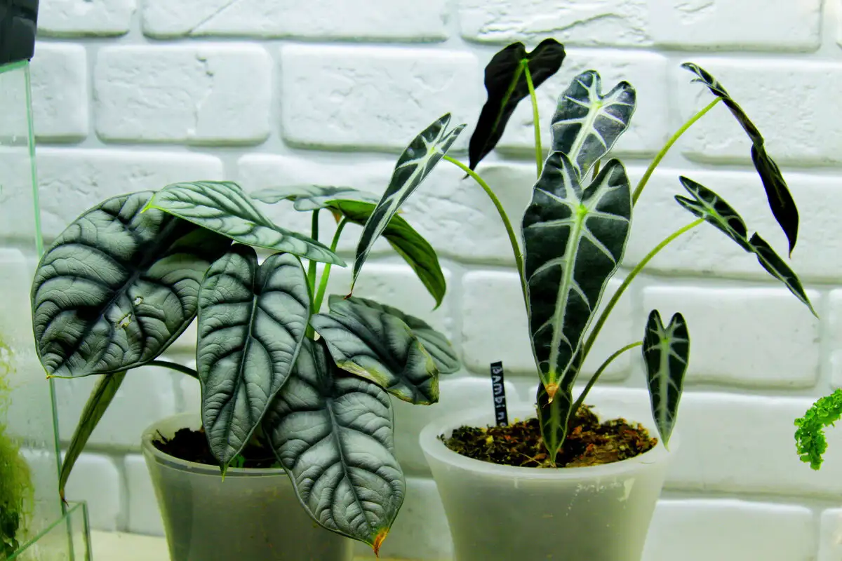 Tämä suosittu huonekasvi voi olla vaarallinen terveydellesi – lue, miksi!