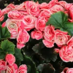 Kaunis ja kestävä: Sisäkasvi, joka rakastaa epäsuoraa valoa ja pysyy upeana ilman lehtien kastelua