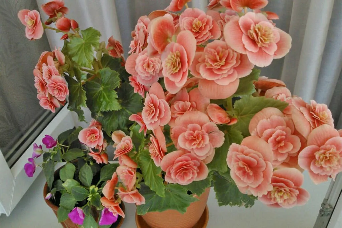 Kaunis ja kestävä: Sisäkasvi, joka rakastaa epäsuoraa valoa ja pysyy upeana ilman lehtien kastelua