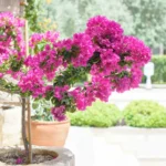 Virkistä bougainvilleasi: Mummolan kikka täyteen kukkaloistoa