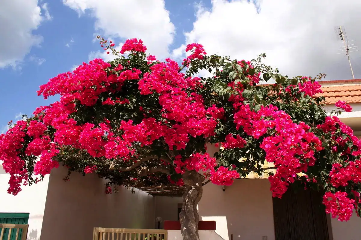 Virkistä bougainvilleasi: Mummolan kikka täyteen kukkaloistoa